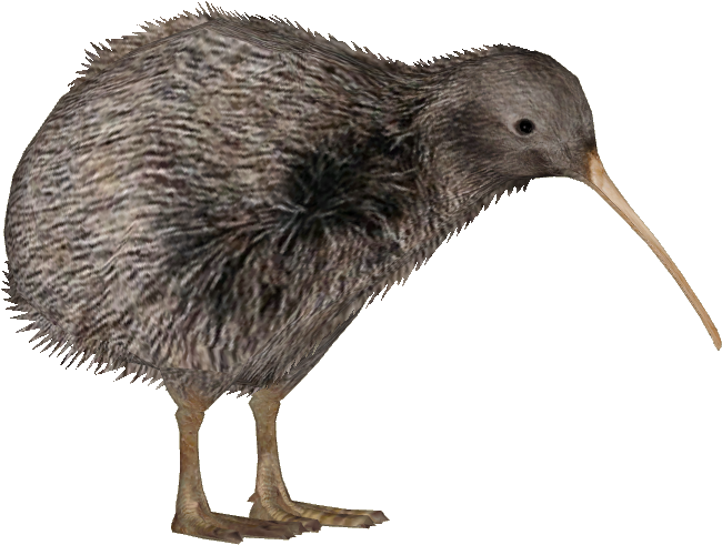 Kiwi Bird
